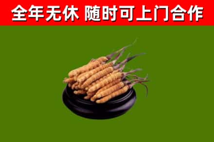 讷河烟酒回收冬虫夏草.jpg