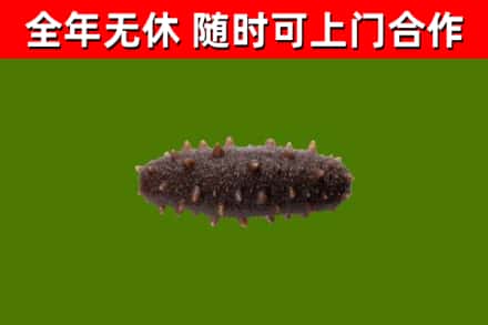 讷河烟酒回收干海参.jpg
